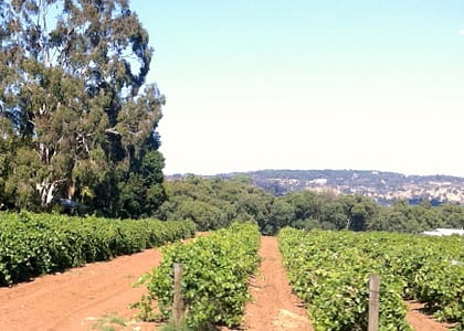 vineyard
